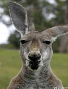 Kanga